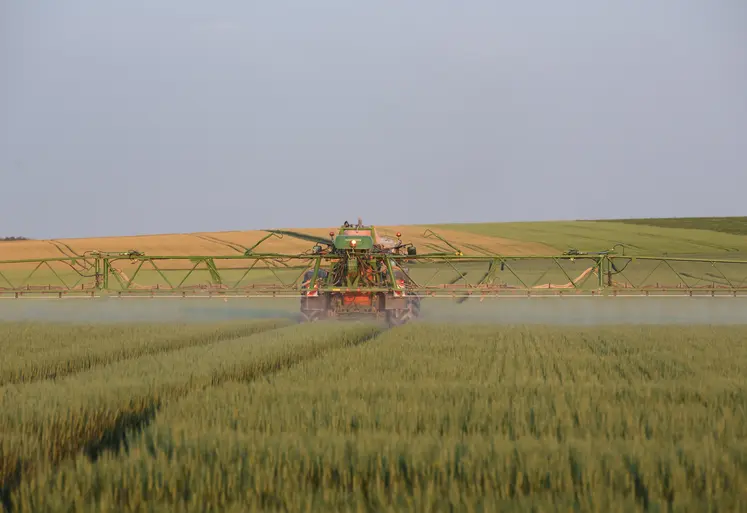 Pulverisation d'un insecticide dans un champ de blé. 