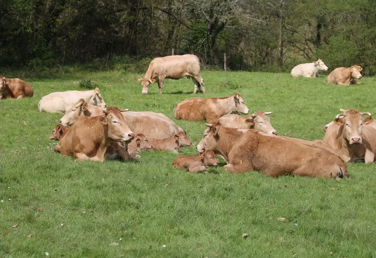 vaches dans un champ