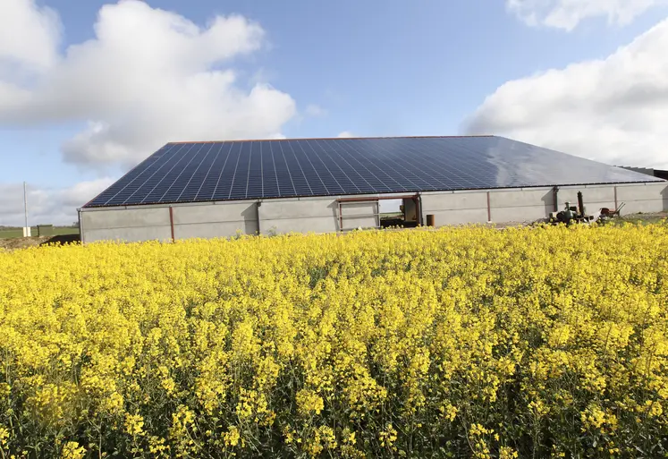 champ de colza et en arrière plan bâtiment agricole avec toit photovoltaique