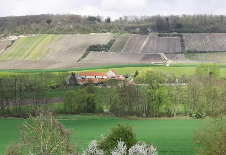   Paysage avec des parcelles de grandes cultures et de vignes  