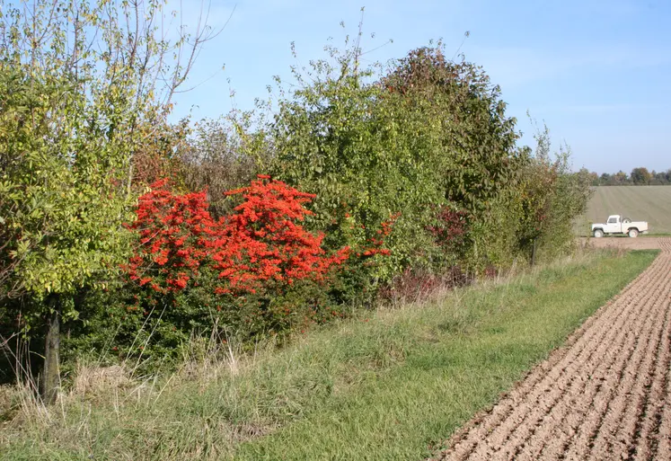 Bande enherbée avec une diversité d'essence le long d'une parcelle agricole. 