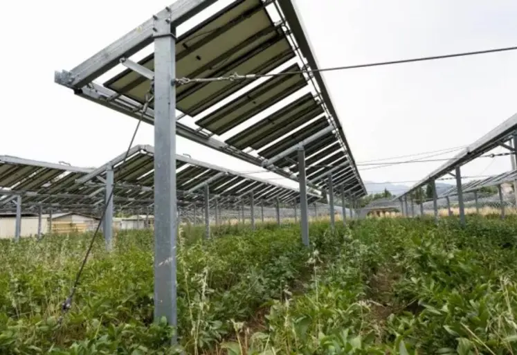 Panneaux photovoltaïques au-dessus de cultures.  