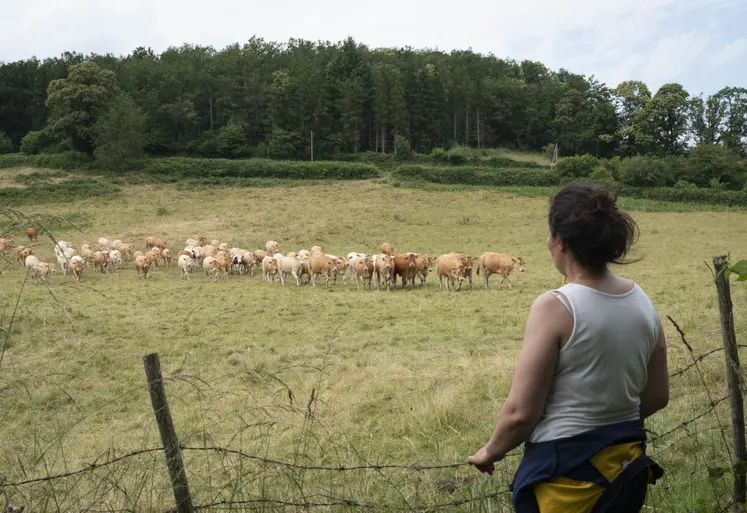 Eleveurs regardant leur troupeau de vaches allaitantes.