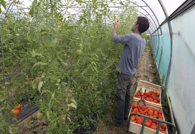   Serre de culture de tomates chez un maraîcher en Normandie  