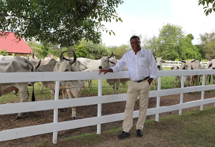L'eleveur martiniquais André Propser devant ses vaches Brahman