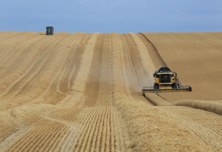 Paysage agricole estival avec la moisson d'un champ de céréales  