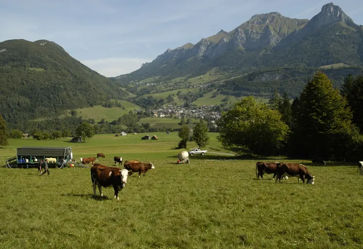   Elevage laitier au pâturage en Savoie  