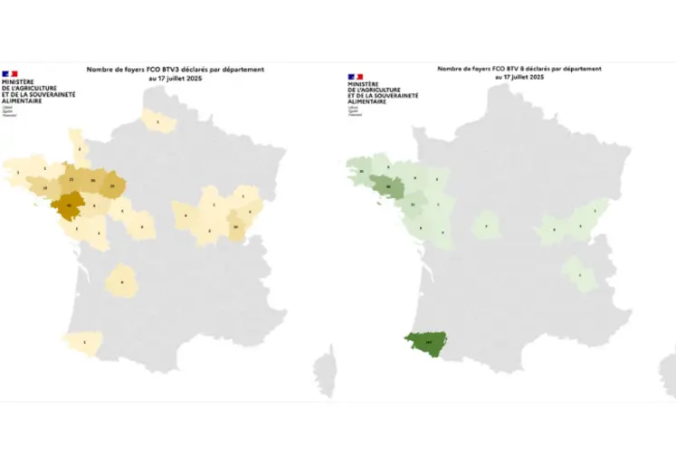 Cartes de France présentant le nombre de foyers de FCO 3 et de FCO 8 par département entre le 1er juin et le 17 juillet 2025. 