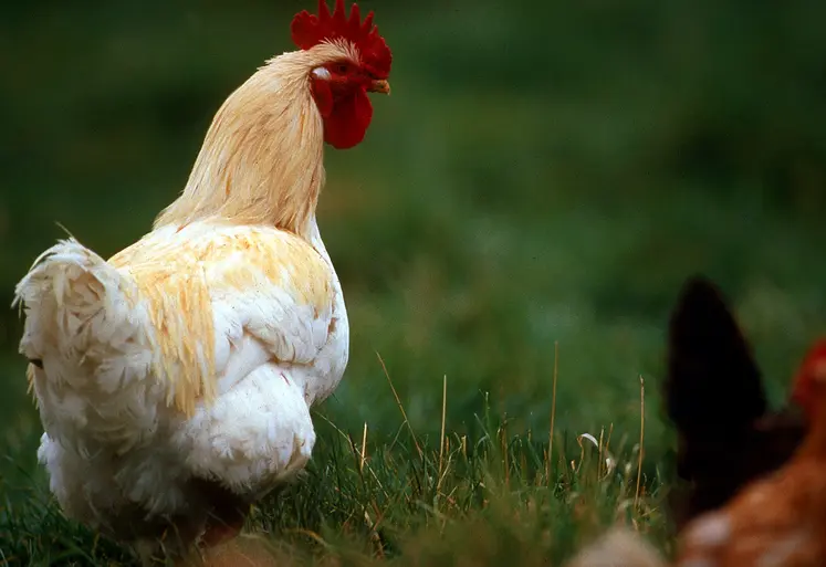 Coq dans une basse-cour.