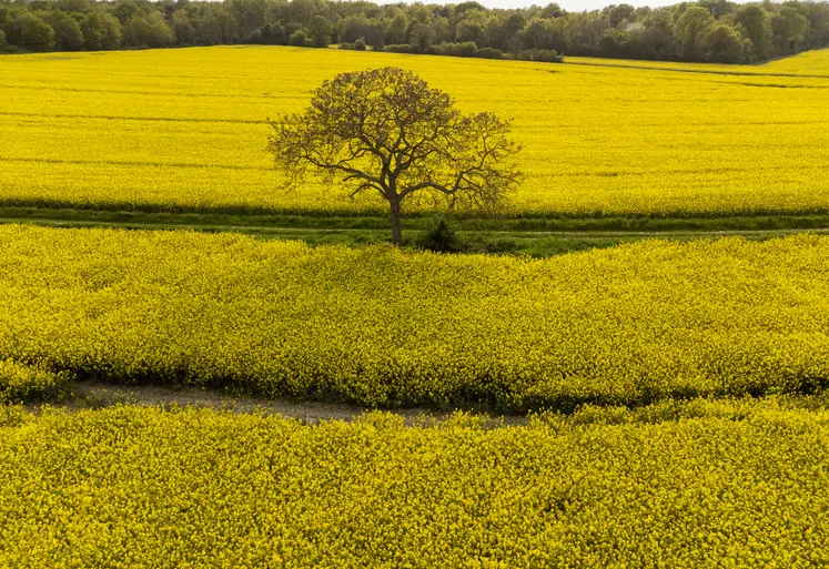 arbre au milieu de champs de colza