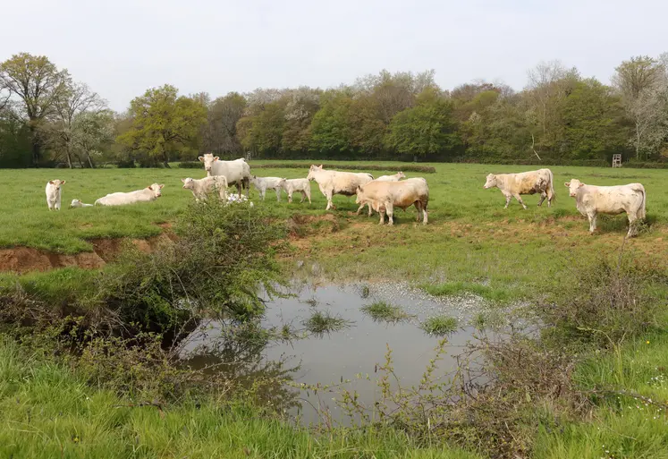 bovins dans un pré près d'une mare