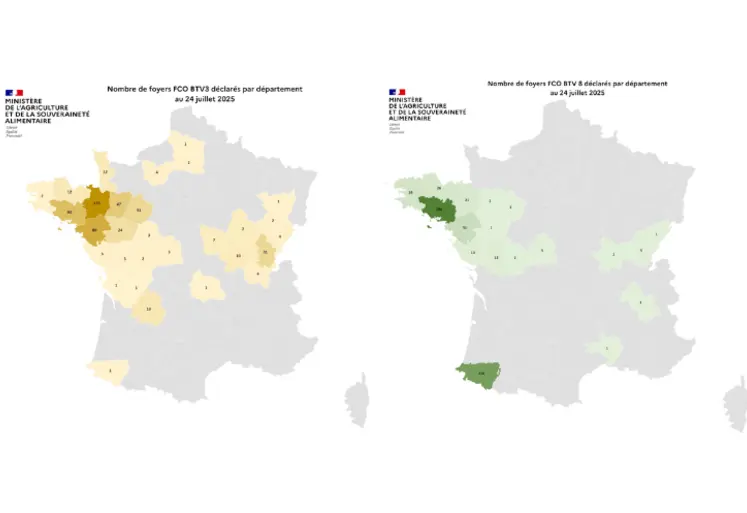 Cartes de France présentant le nombre de foyers de FCO 3 et de FCO 8 par département entre le 1er juin et le 24 juillet 2025. 
