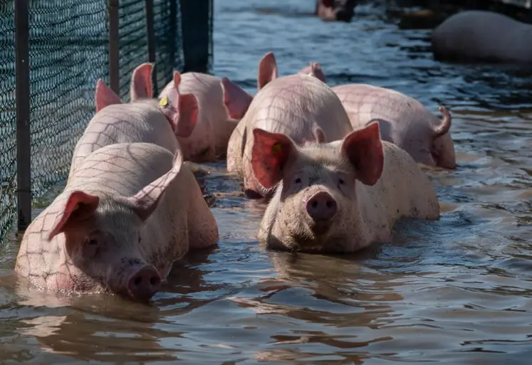 plusieurs porcs avançant dans l'eau