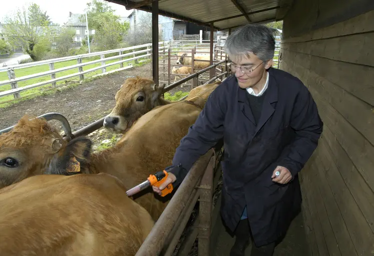 Une vétérinaire vaccine des bovins contre la fièvre catarrhale dans un élevage.