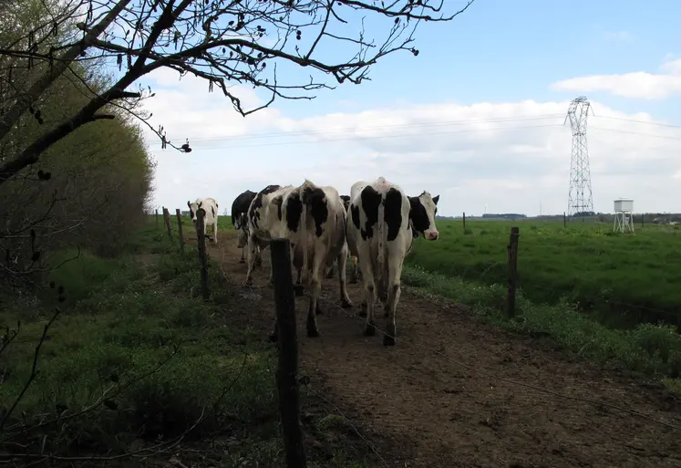 Vaches laitières dans une prairie avec des clôtures et des lignes électriques. 
