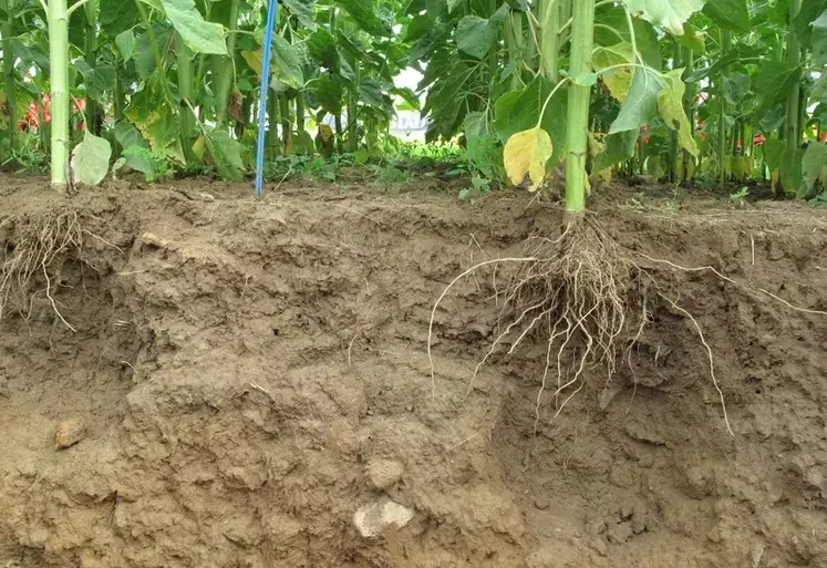  Coupe de sol agricole  