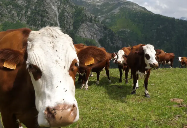 Vaches montbéliardes en estive