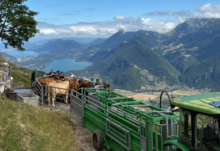  Rencontre entre éleveurs et vétérinaires lors de la vaccination contre la DNC devant un lot de vaches.  