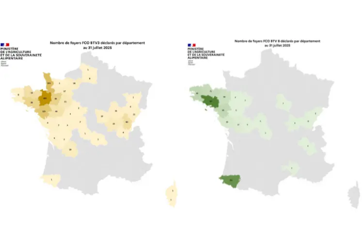 Cartes de France présentant le nombre de foyers de FCO 3 et de FCO 8 par département entre le 1er juin et le 31 juillet 2025. 