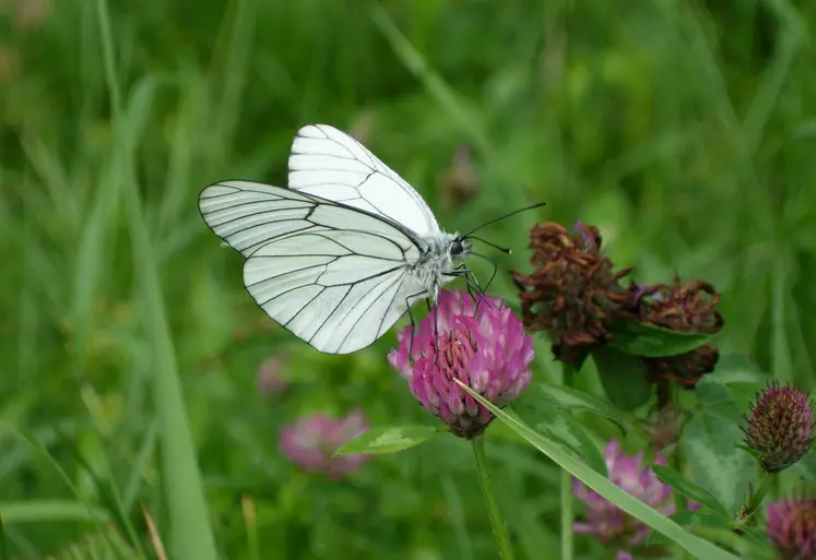 papillon plan sur une fleur de luzerne