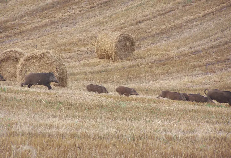 sanglier et marcassins dans un champ fauché