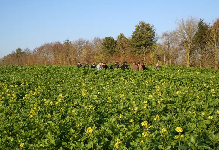 Couverture des sols sur un champ