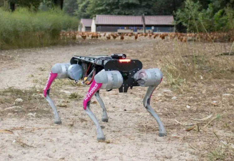 Chien robot piloté par l’IA pour rentrer les volailles dans une exploitation, les volailles sont visibles au fond de la photo. 