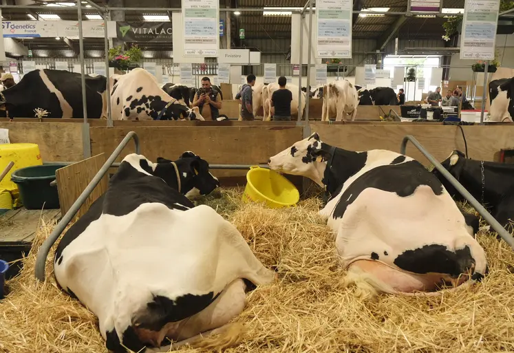 Vaches dans le hall 1 du Space en 2025