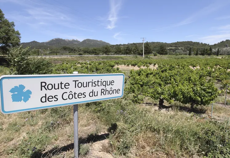 vignes avec au premier plan un panneau touristique