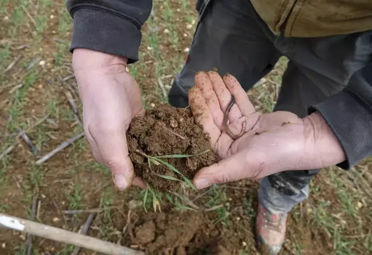 Mains d’agriculteurs avec une motte de terre de sa parcelle riche en vers de terre 