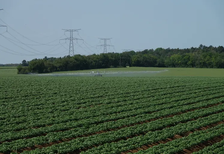 champ de pommes de terre