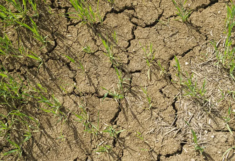 terre craquelée souffrant de sécheresse