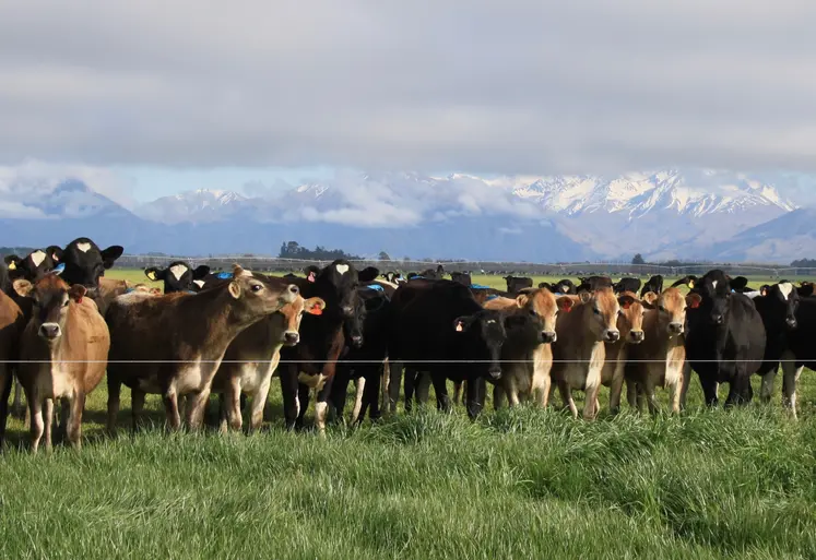 Troupeau de vaches au pâturage en Nouvelle-Zélande