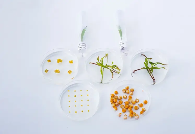 Boîtes de Pétri contenant différents échantillons végétaux de maïs à divers stades de développement, modifiés via des techniques de biotechnologie végétale en laboratoire.