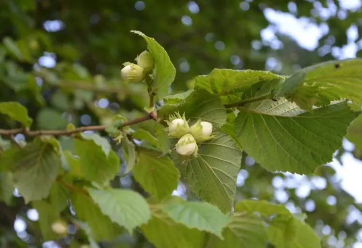 Branche de noisetier