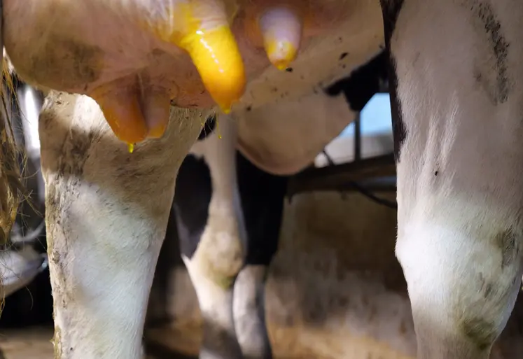 pis de vaches en gros plan