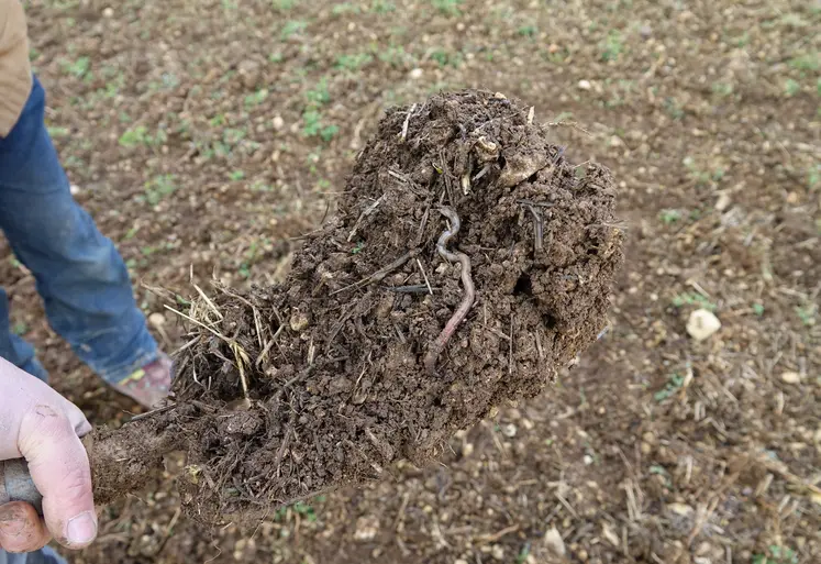 terre retournée aves un lombric