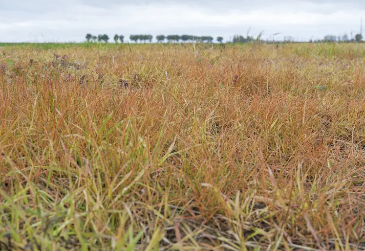 Parcelle traitée au glyphosate fin octobre 2024 dans le nord de l'Eure-et-Loir.