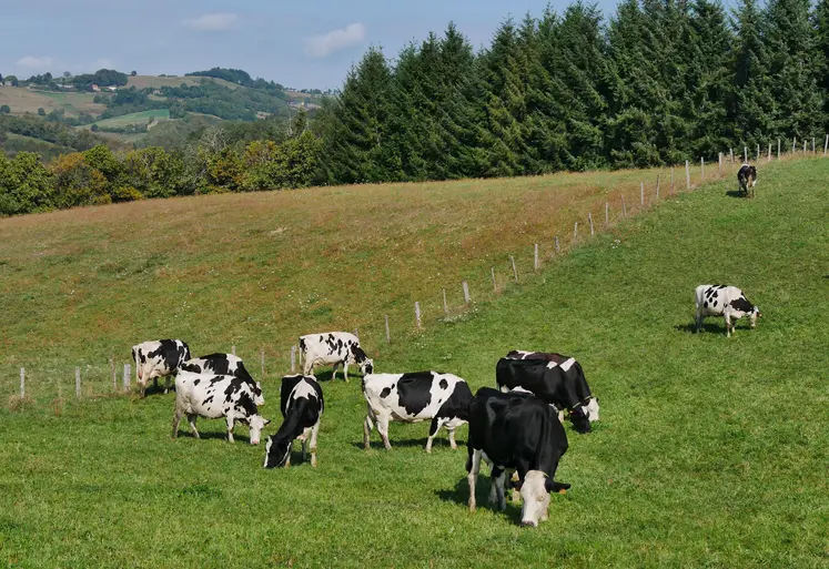 vaches dans une prairie
