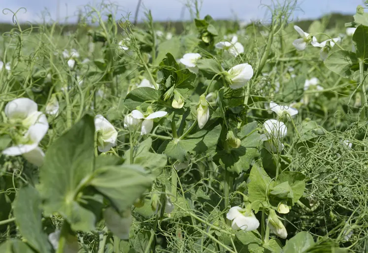 champ de pois protéagineux en fleurs