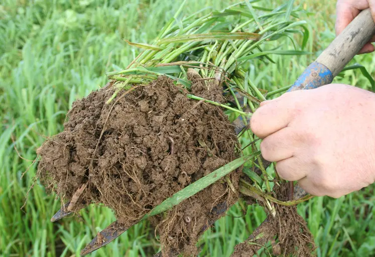 Motte de terre du sol prélevée à la fourche présentant le système racinaire des plantes de pâture