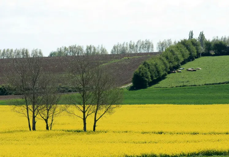 Paysage agricole avec du colza en fleur et des pâturages