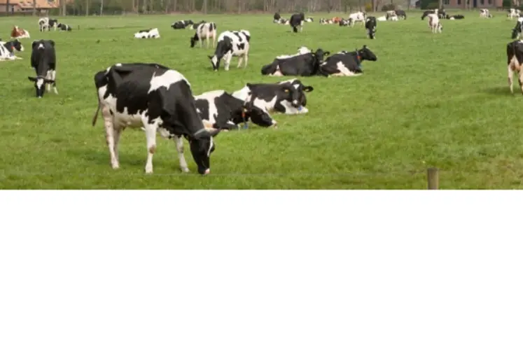 vaches dans un pré avec en incrustation le logo icowsoft