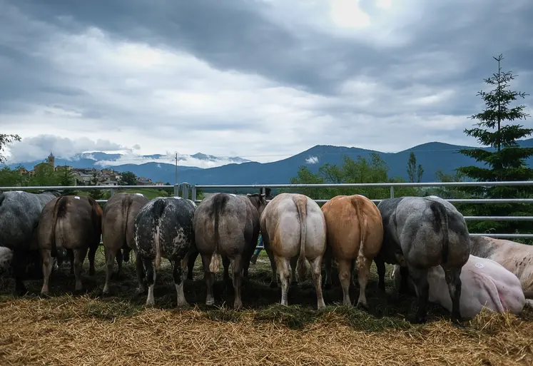 vaches vues de dos dans les Pyrénées Orientales