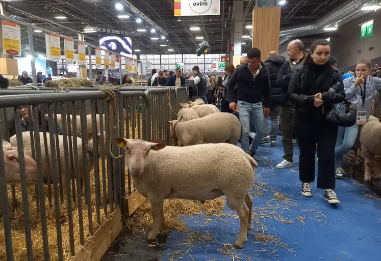 Des moutons charollais dans les allées du salon de l'Agriculture 2025