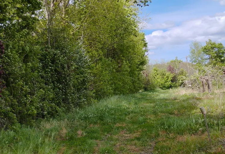 Haie arborée en Charente en bordure d’une parcelle de vigne en Charente-Maritime