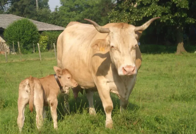 vache et son veau dans un pré