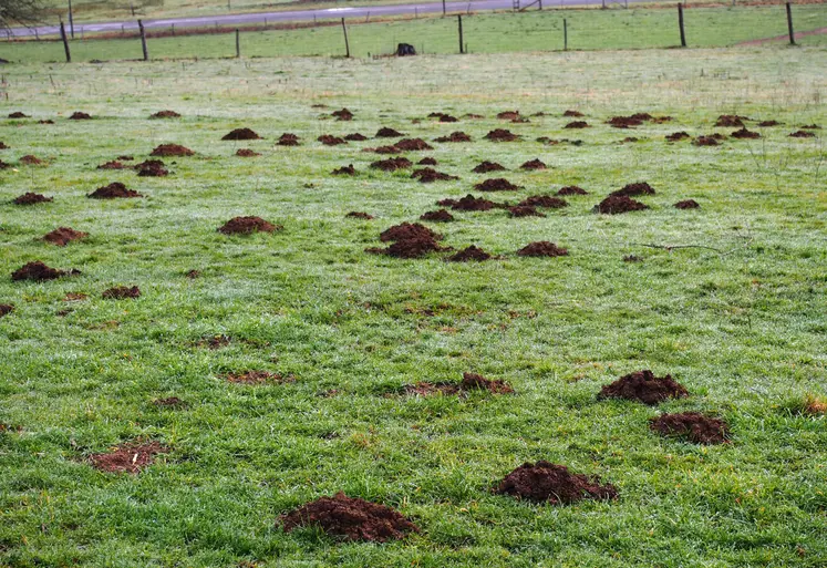 Dégâts de campagnols terrestres dans une prairie dans le Cantal. 