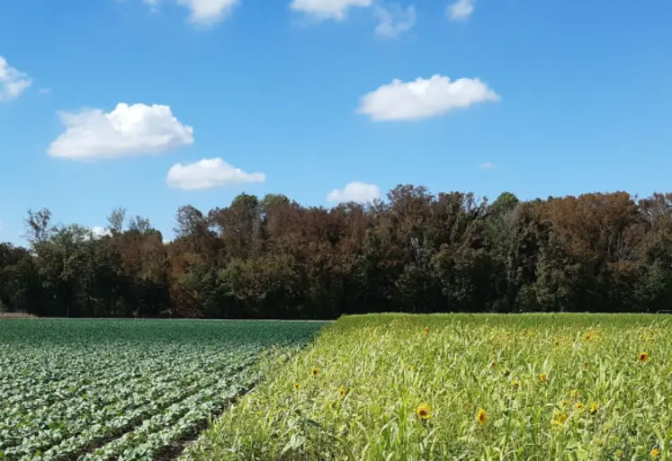 champ de colza et tournesols