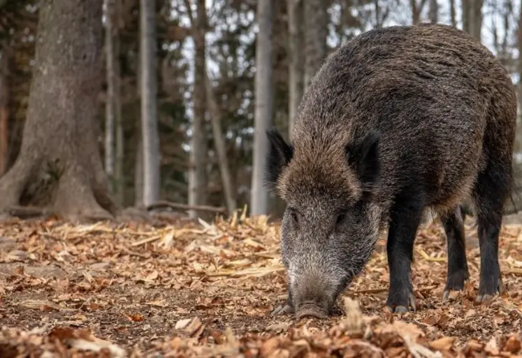 Sanglier sauvage dans une fôret. 
